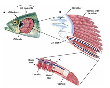 <p><span>o&nbsp;&nbsp; </span><strong><span>Gills</span></strong><span> are the gas exchange surfaces in fish.</span></p><p><span>o&nbsp;&nbsp; Water is taken in through the </span><strong><span>mouth</span></strong><span> and forced over the gills.</span></p><p><span>o&nbsp;&nbsp; Composed of </span><strong><span>gill filaments</span></strong><span>, stacked.</span></p><p><span>o&nbsp;&nbsp; Gill </span><strong><span>lamellae</span></strong><span> project at </span><strong><span>right angles</span></strong><span> from the filaments and serve to increase the SA of gills for gas exchange.</span></p><p><span>o&nbsp;&nbsp; Gill lamellae are a </span><strong><span>few cells thick</span></strong><span> and contain blood </span><strong><span>capillaries</span></strong><span> which are arranged so the blood flows in the opposite direction to the water.</span></p>