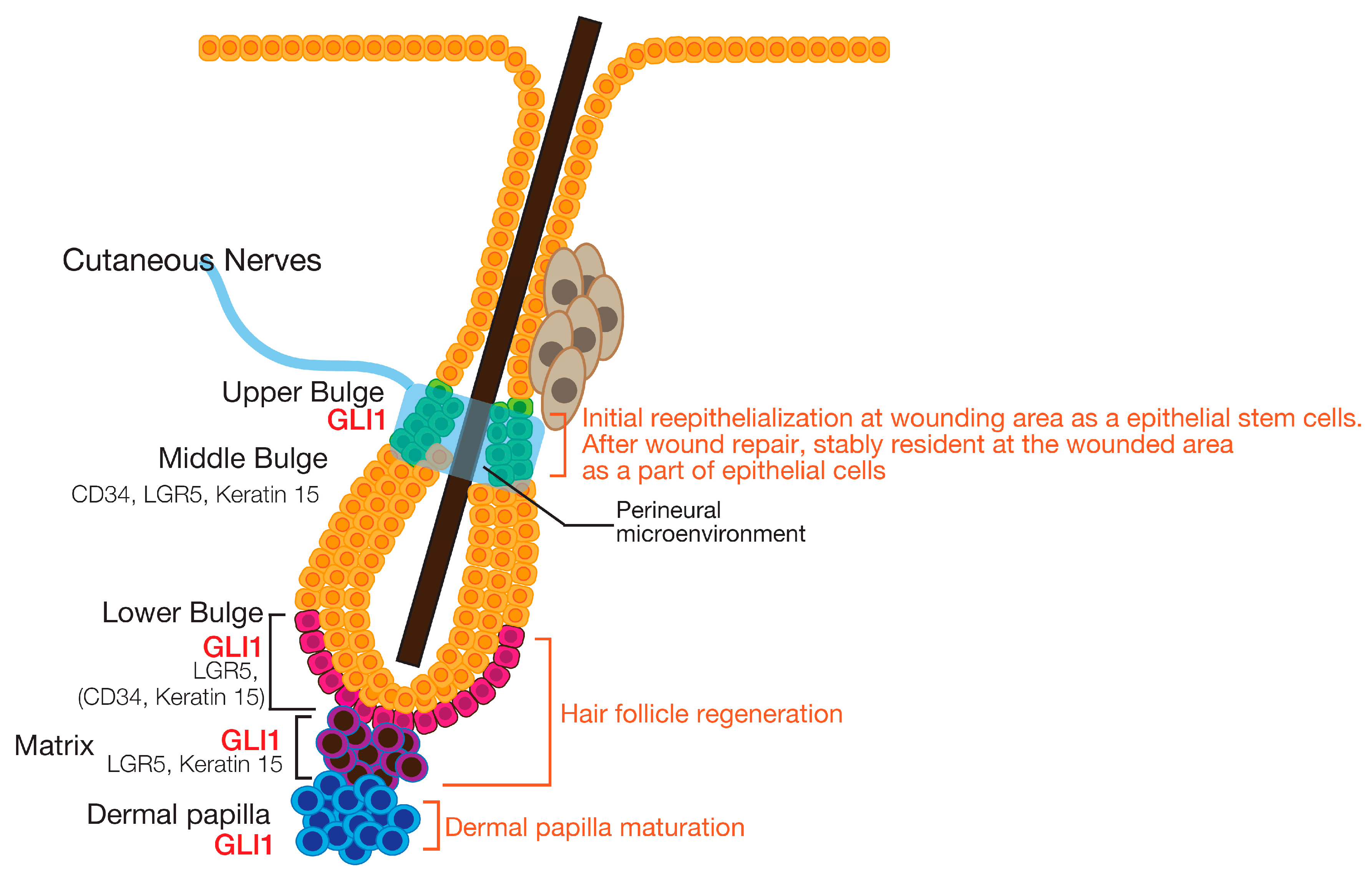<p>cells of the hair follicle are rapidly reproducing</p>