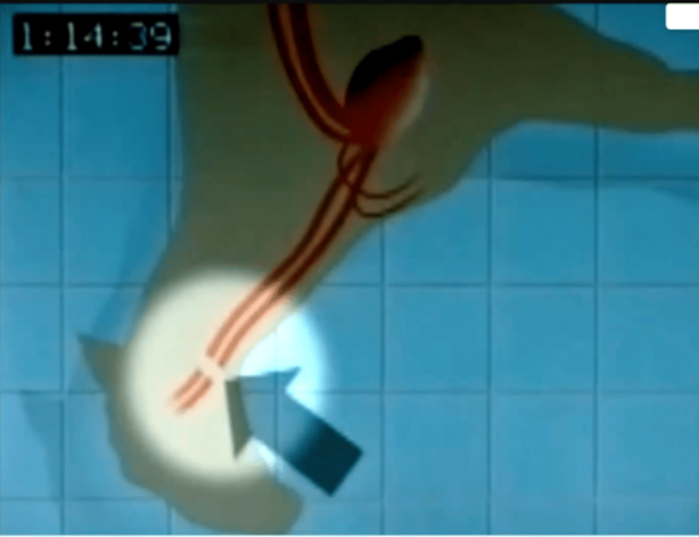 <p>Carotids and jugulars</p><p>Small ruminants</p>