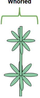 <p>Whorled phyllotaxy</p>
