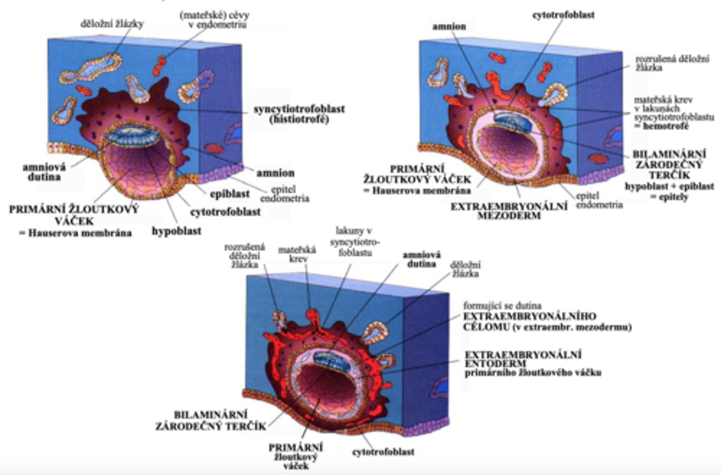 <p>- IMPLANTACE BLASTOCYSTY</p><p>- FORMOVÁNÍ ZÁRODEČNÉHO TERČÍKU</p><p>- FORMOVÁNÍ AMNIA</p><p>- FORMOVÁNÍ ŽLOUTKOVÉHO VÁČKU</p><p>- FORMOVÁNÍ EXTRAEMBRYONÁLNÍHO MEZODERMU a CÉLOMU - CHORIA a CHORIOVÉ DUTINY</p>