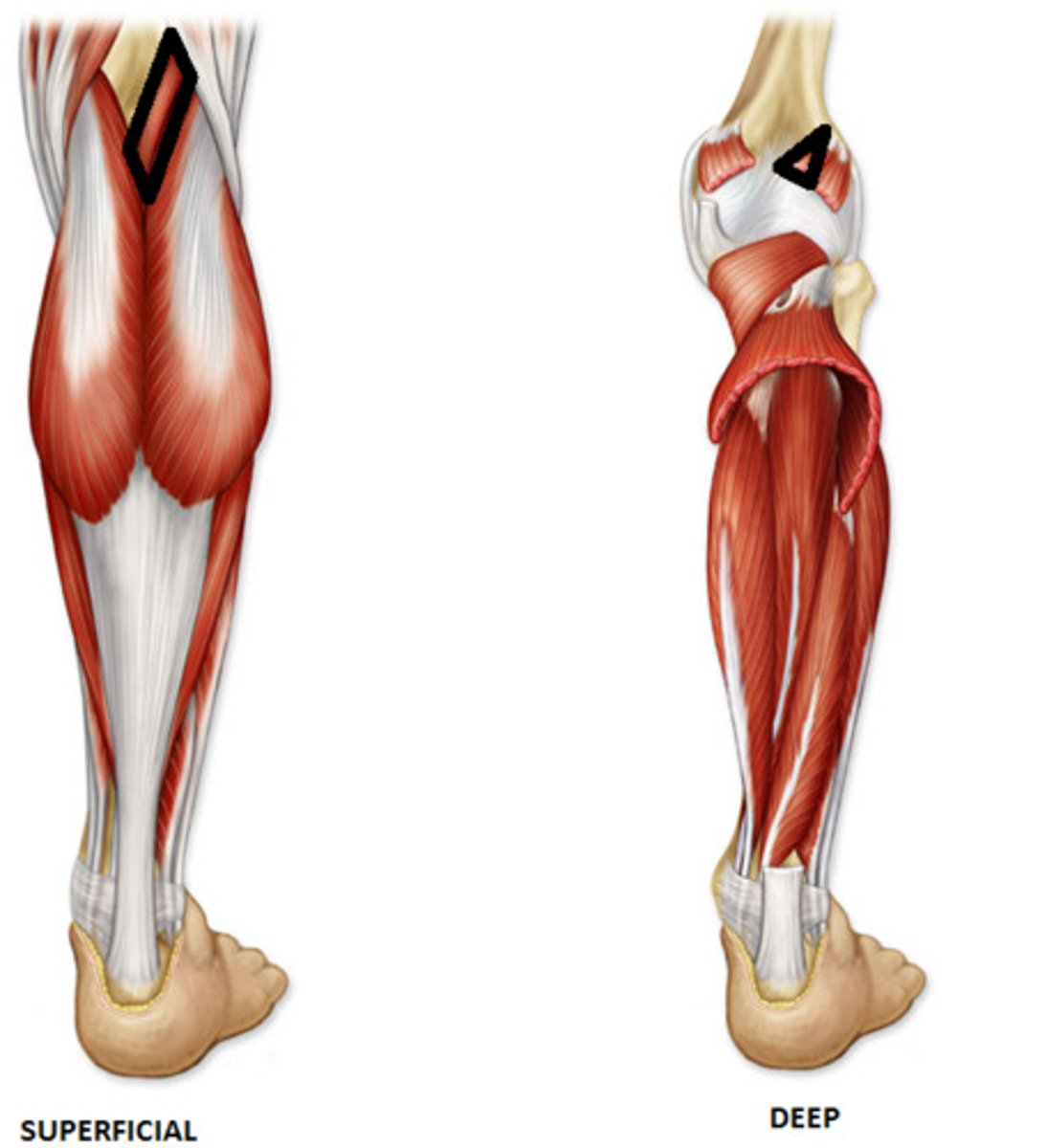 <p>Origin: lateral epicondyle of femur</p><p>Insertion: calcaneal tuberosity</p><p>Action: minimial action</p>