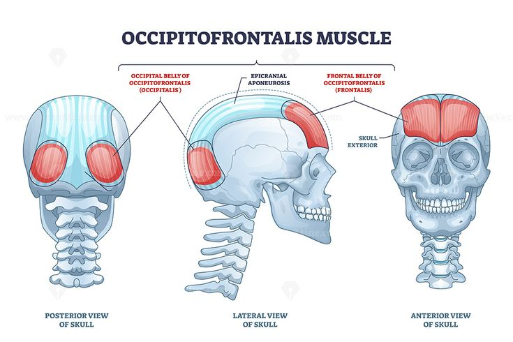 <p>thin, paired muscle at the back of the head; part of occipitofrontalis muscle group; moves scalp backwards</p>