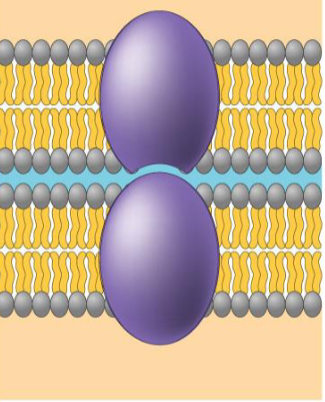 <p>what protein, what purpose?</p>
