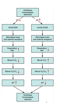 <p>respiratory</p>