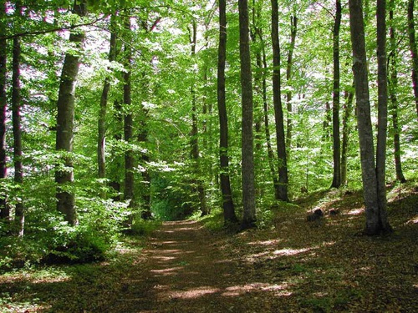 <p>un bois</p>