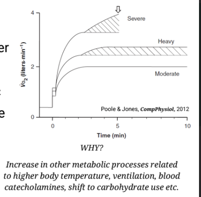 <p>Exercise VO2 increases under any of these 3 conditions:</p><p>1. Intensity > ~70% VO2max</p><p>2. Longer duration exercise >30 minutes</p><p>3. Exercise in hot, humid environments</p><ul><li><p>unsteady VO2</p></li></ul><p></p>