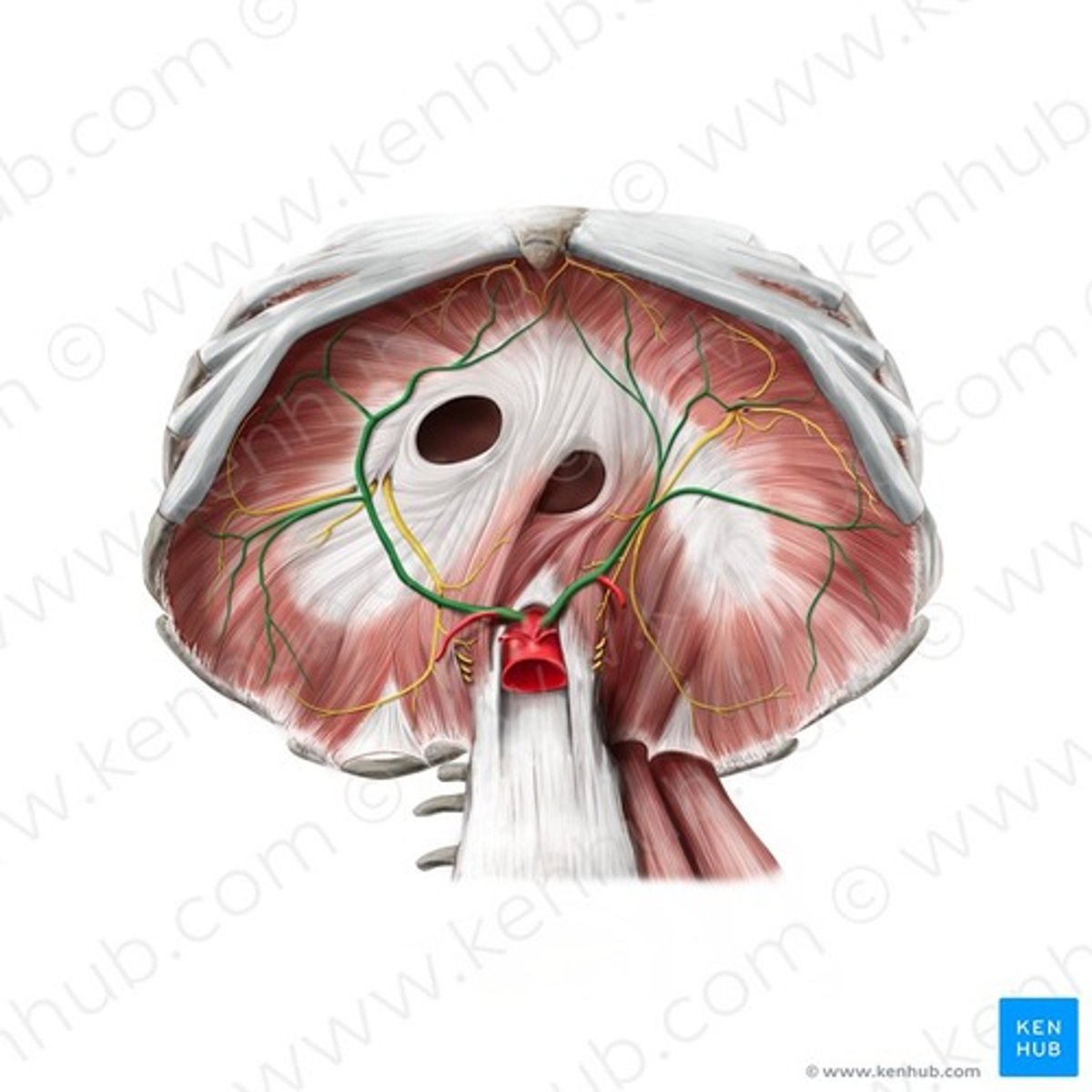 <p>oorsprong: abdominale aorta</p><p>voorziet: buikoppervlak v. middenrif, distale slokdarm, bijnierklieren</p>