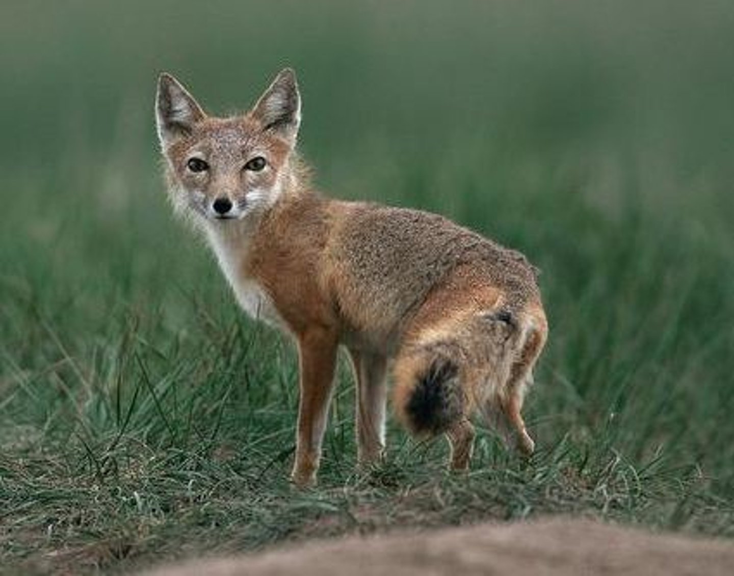 <p>Vulpes velox</p>