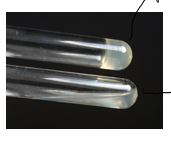 <ul><li><p>+ result</p></li><li><p>there is fibrin clot and confirmed for s. aureus</p></li></ul><p></p>