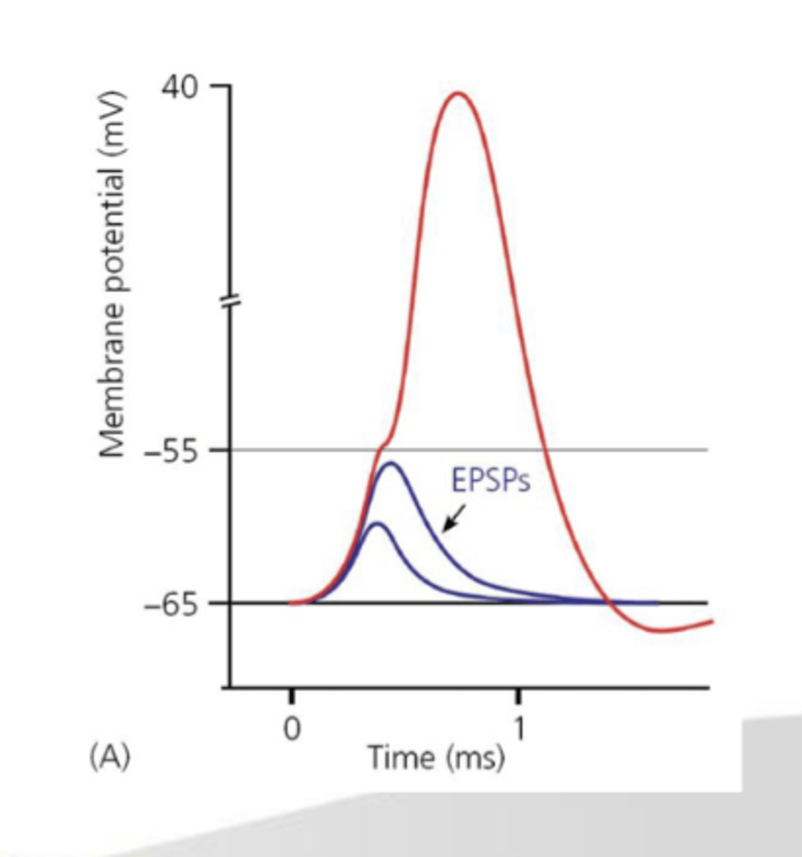 <p>Size and shape typical for a given cell</p><p>- cardiac cell vs pacemaker cell</p><p>Propagation</p><p>- AP propagate and move because depolarization spreads to adjacent areas on the membrane </p><p>- need many AP </p><p>All-or-non response </p><p>- depolarization either causes action potential or doesn't, either brings cell to threshold or doesn't, once you reach action potential you get AP </p>