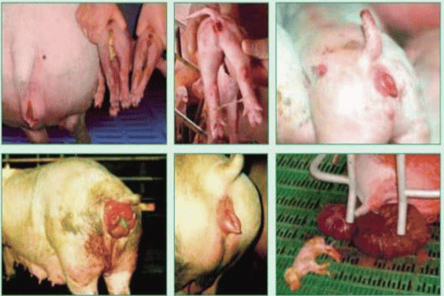 <p>these pigs have most likely ingested what?</p>