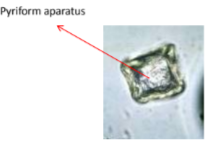 <p>hosts: sheep, goat, cattle (SI)</p><p>length: 6-10m</p><p>scolex (head): 4 suckers</p><p>reproductive organs: double</p><p>interproglottidal glands</p><p>eggs: <span style="color: blue">polyhedral with pyriform apparatus </span>(pear-shape), 50-75 um.</p>