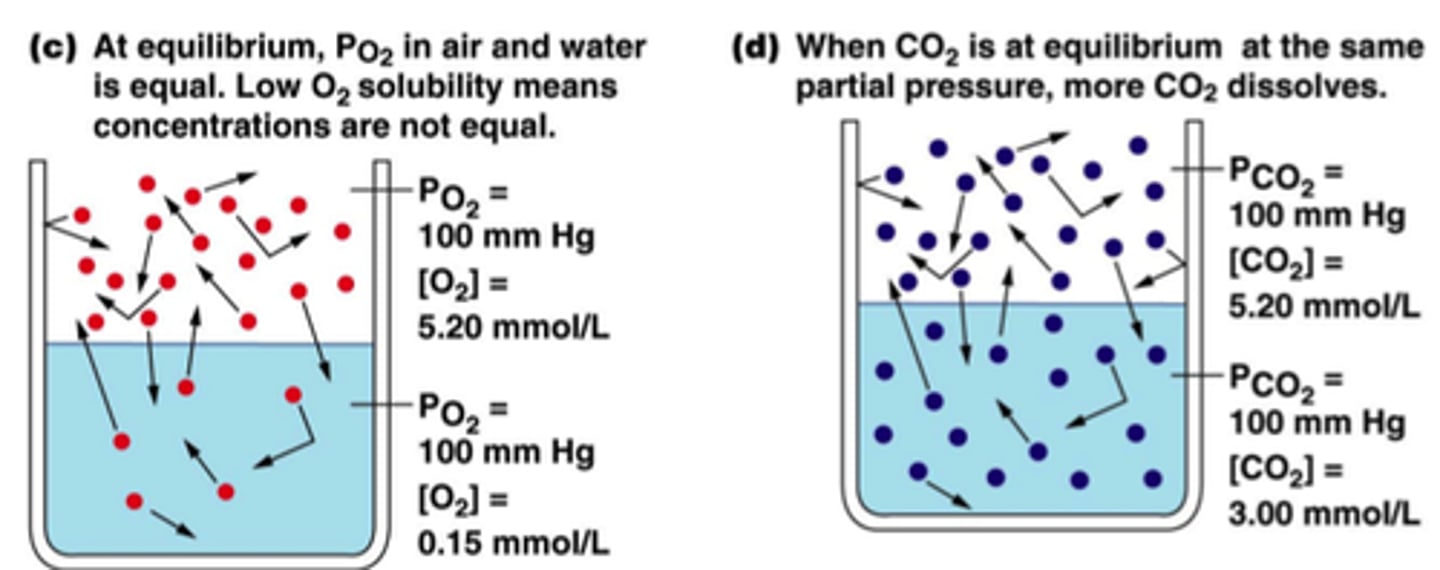 <p>States that the amount of gas dissolved in solution is directly proportional to the partial pressure of that gas at the surface of solution.</p>