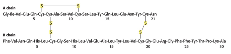 <p>Side chain A and B. Has a shared amount of<strong> six</strong>&nbsp;S groups. Occasionally, disulfide bonds are shown as a part of B as it is a covalent bond.</p>