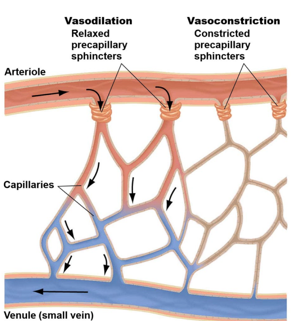<p>capillaries </p>