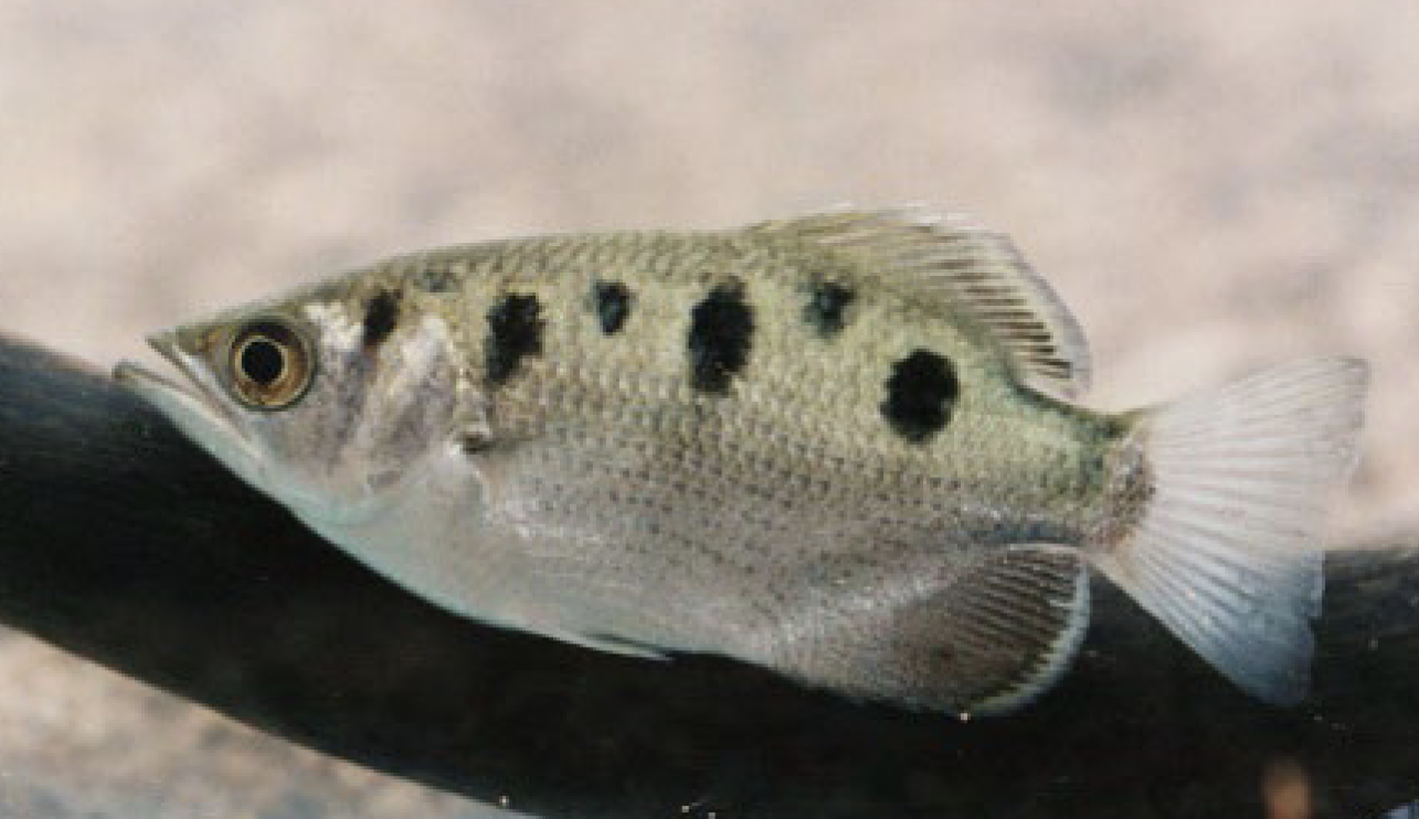 <p>Family Toxotidae</p>