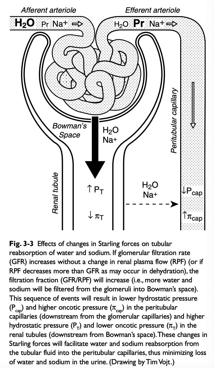 <p>If GFR spontaneously increases without a change in renal plasma flow (RPF) (i.e. filtration fraction increases), the blood leaving the efferent arterioles has lower hydrostatic and higher oncotic pressure, favoring water and solute reabsorption in the proximal tubules</p>