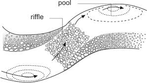 <p>shallow sections of a river where water flows rapidly over rocks and creates turbulence. Riffles are important for oxygenating the water and supporting aquatic life. </p>