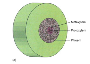 <p>Ocorre nos rinófitos.</p><p>O protoxilema está localizado no centro e o metaxilema está na periferia.</p>