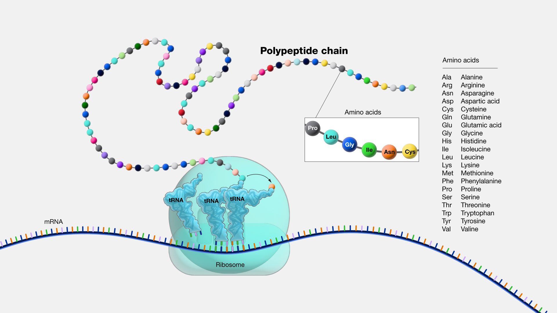 <p></p><ol><li><p>polypeptide</p></li></ol><p></p>