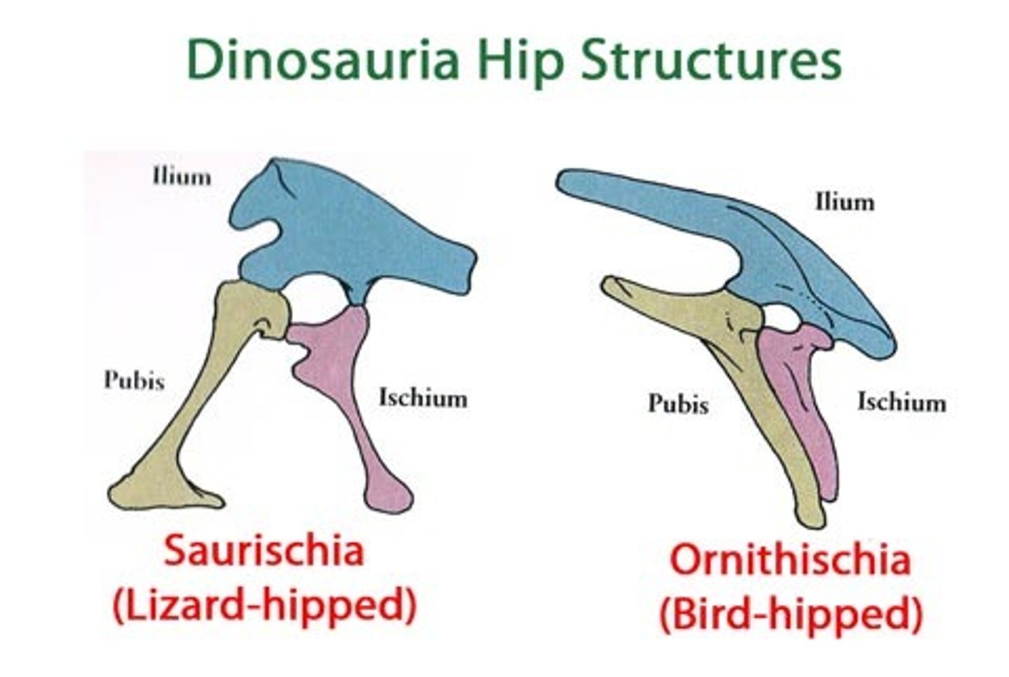 <p>lizard-hipped dinosaurs, carnivorous</p>