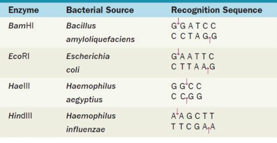 <p>Which enzyme would cut this strand of DNA?<br>GCATGGATCCCAATGC</p><p></p><p></p>