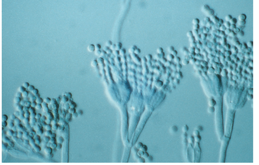 <p>A genus of fungi with many species that produce penicillin.</p>