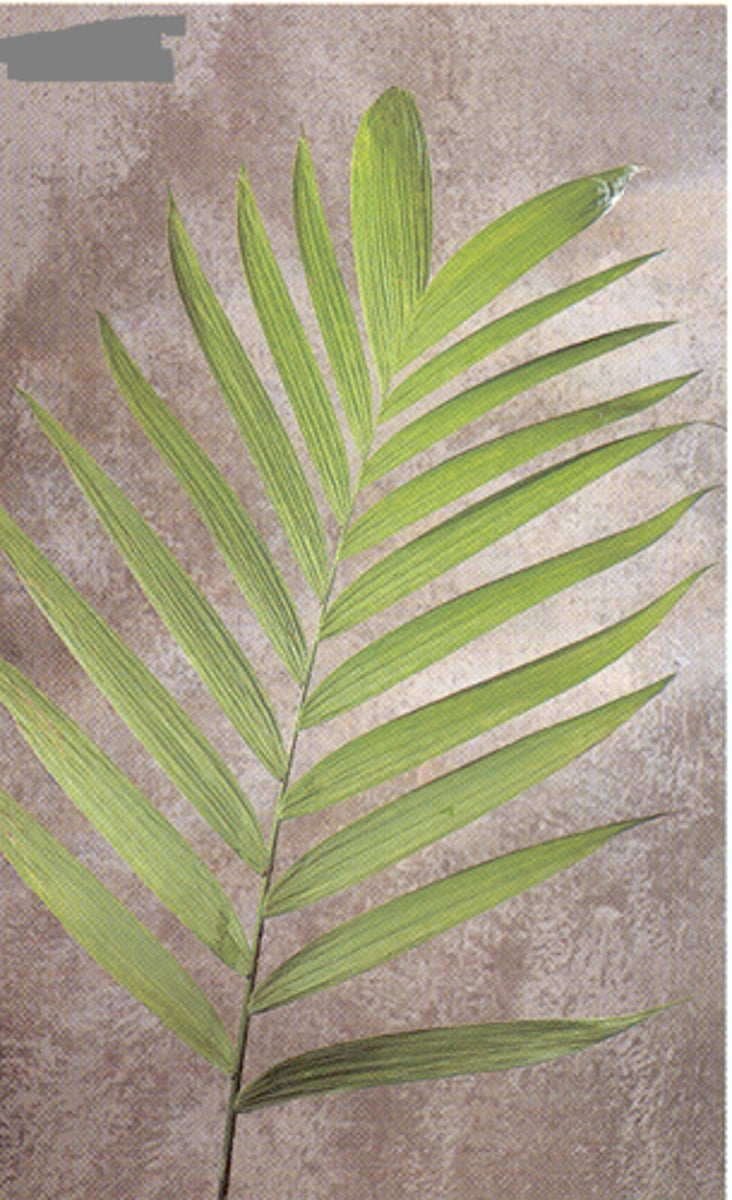 <p>Parlor Palm; Line</p>