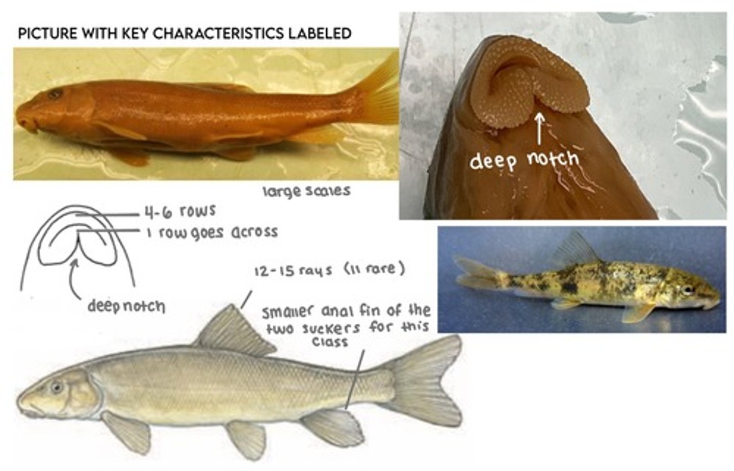 <p>Sacramento sucker</p><p>-normal sized scales</p><p>-small anal fin</p><p>-lips</p>