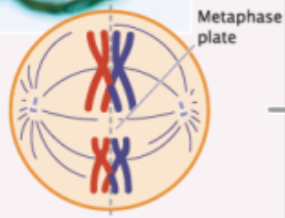 <p>homologous pairs of chromosomes line up along metaphase plate</p>