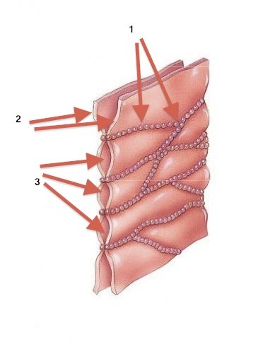 <p>adjacent plasma membranes with intercellular space between; stands of transmembrane proteins on the sides</p>