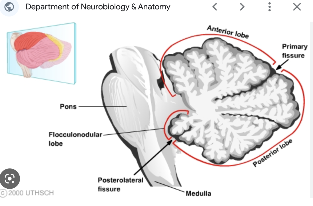 <p>There are three anatomical lobes that can be distinguished in the cerebellum; the anterior lobe, the posterior lobe and the flocculonodular lobe. These lobes are divided by two fissures - the primary fissure and posterolateral fissure.</p>