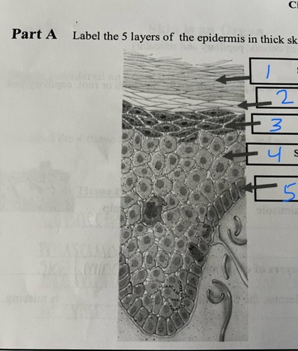 <p>According to the picture number 3 represents?</p>