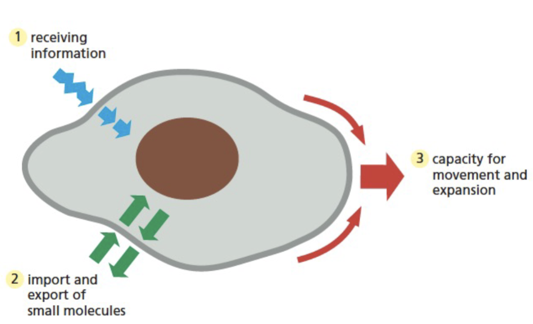 <ul><li><p>cell communication</p></li><li><p>import and export of molecules</p></li><li><p>cell growth</p></li><li><p>motility</p></li></ul><p></p>