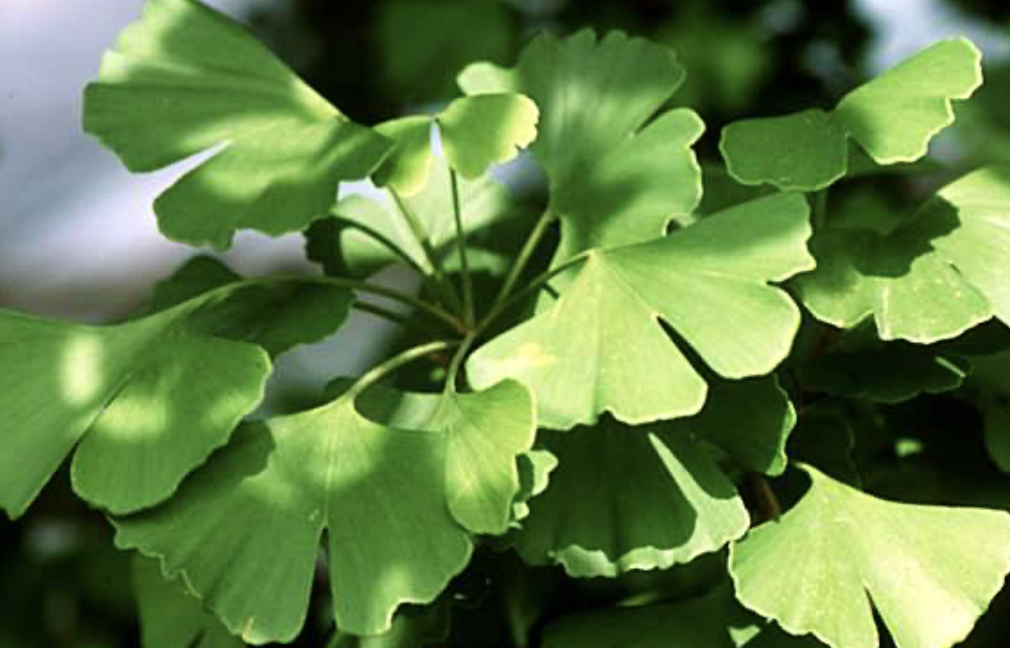 <p>What plant is this?</p>