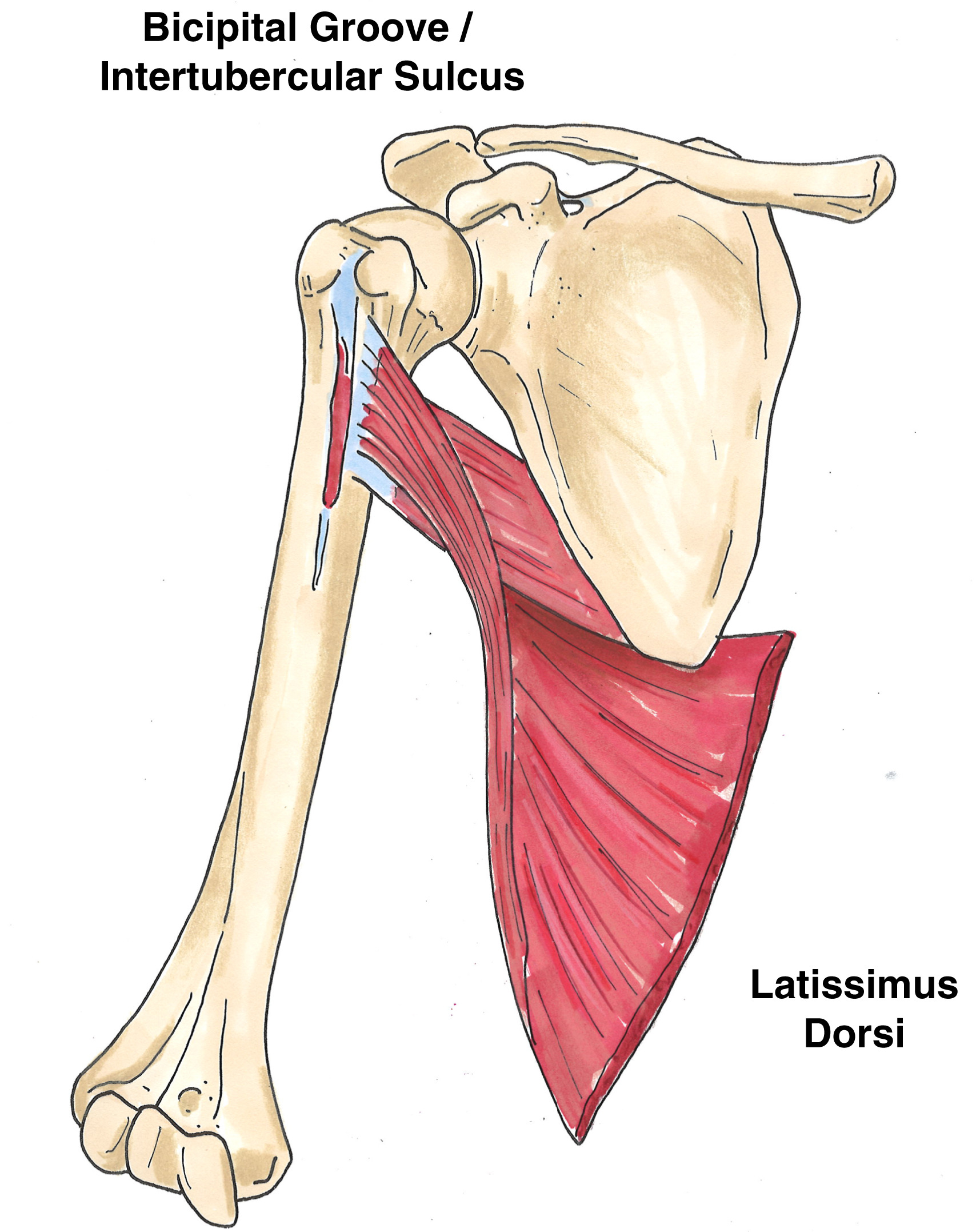 <p>Latissimus Doris</p>