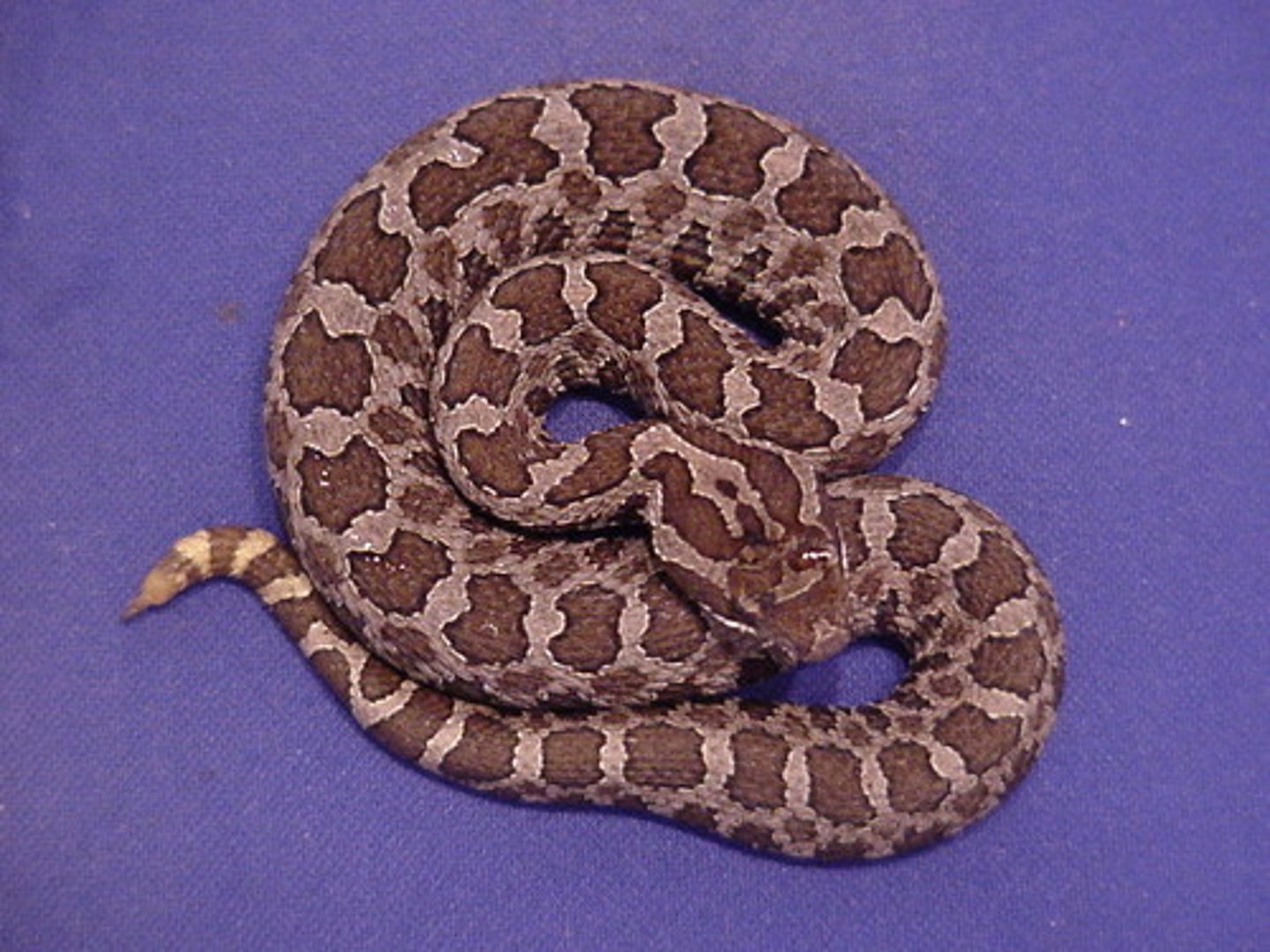 <p>- rarest</p><p>- smallish</p><p>- top of head scales: fewer and larger (9)</p>