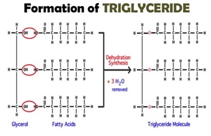 <p>When forming a lipid, glycerol will lose the H+ and the attaching fatty acids will lose OH-. Water forms and the fatty acid attaches to the glycerol</p>