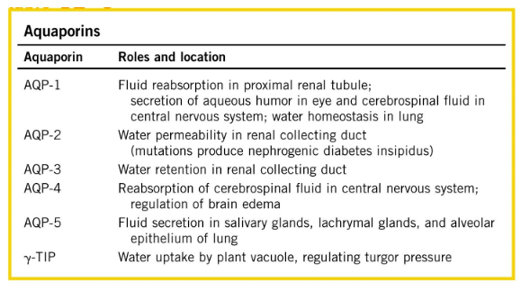 <p>Aquaporins</p>