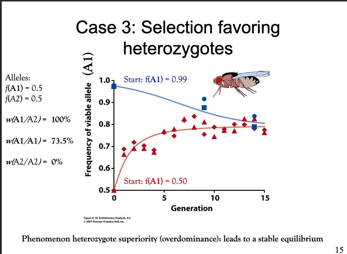 <p>Heterozygotes have the highest fitness. No matter at which allele frequency you start the experiment, the same equilibrium frequency is reached. This is the phenomenon of heterozygote superiority (overdominance) that leads to a stable equilibrium.</p><p>No genetic diversity is lost.</p><p></p><p>Bild: 1) Dominant, viable allele: A1</p><p>2) Recessive, harmful allele: A2</p><p></p>