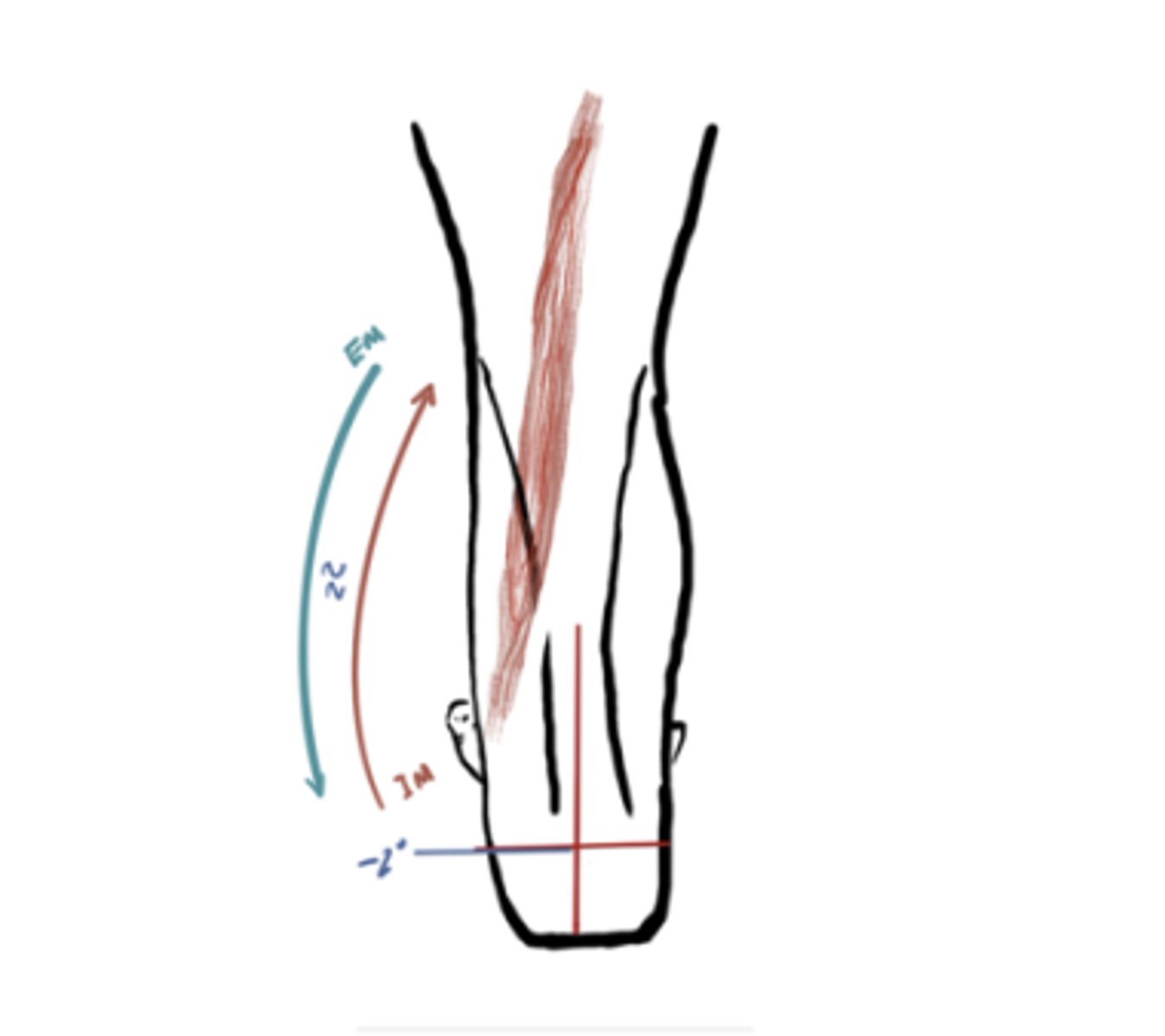 <p>IM: Inversion (Tibialis posterior)</p><p>EM: Eversion </p><p>IM=EM (isometric)</p><p>Angle = 2° eversion</p>