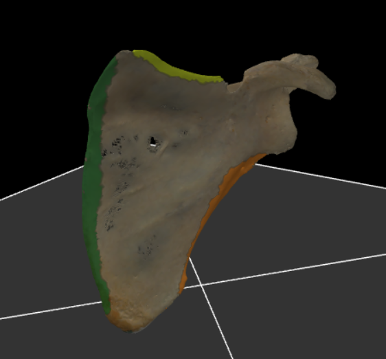 <p><span>dit zijn de randen van de scapula</span></p>