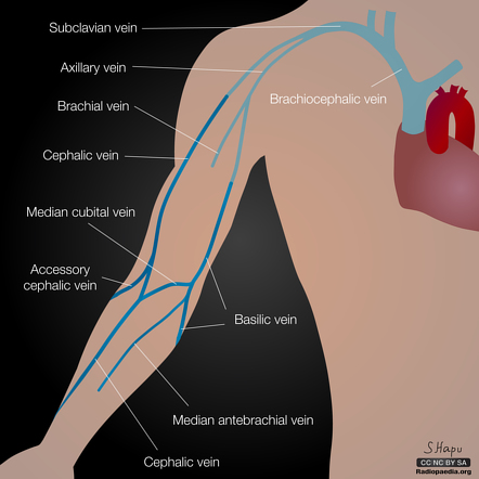 <p>arises from the dorsal venous arch</p><p>receives the median cubital vein</p><p>drains into the axillary vein</p>