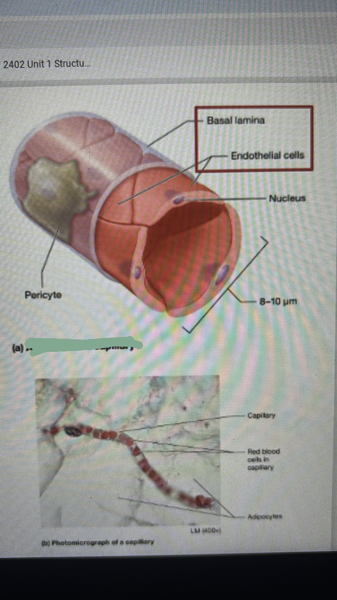 <ul><li><p>extremely thin-walled vessels</p></li><li><p>Endothelium (1-3 cells) rolled around a tube surrounded by little basal lamina (connected by tight junctions</p></li><li><p>diameter 8-10 um</p></li></ul><p></p>