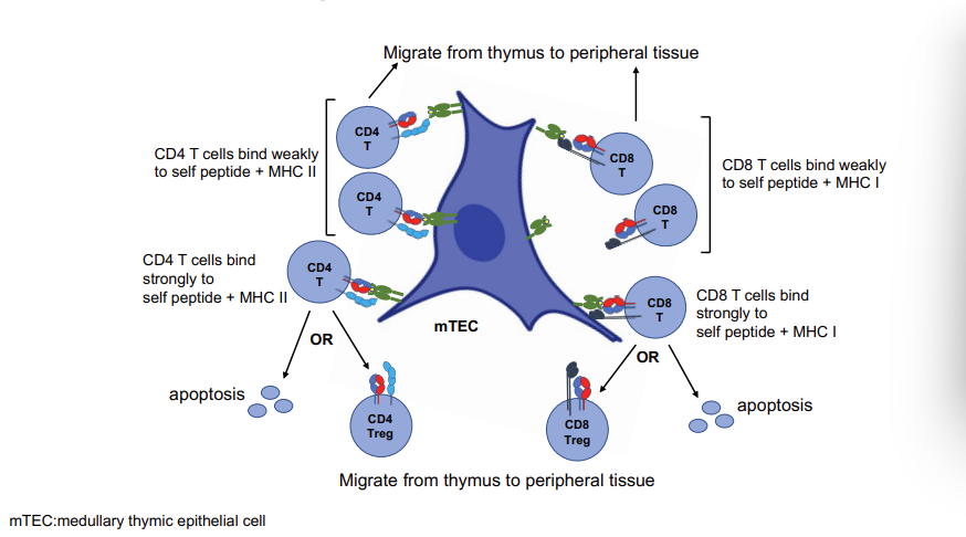 <p>‘self peptides/MHC’ - thymic endothelial cells </p>