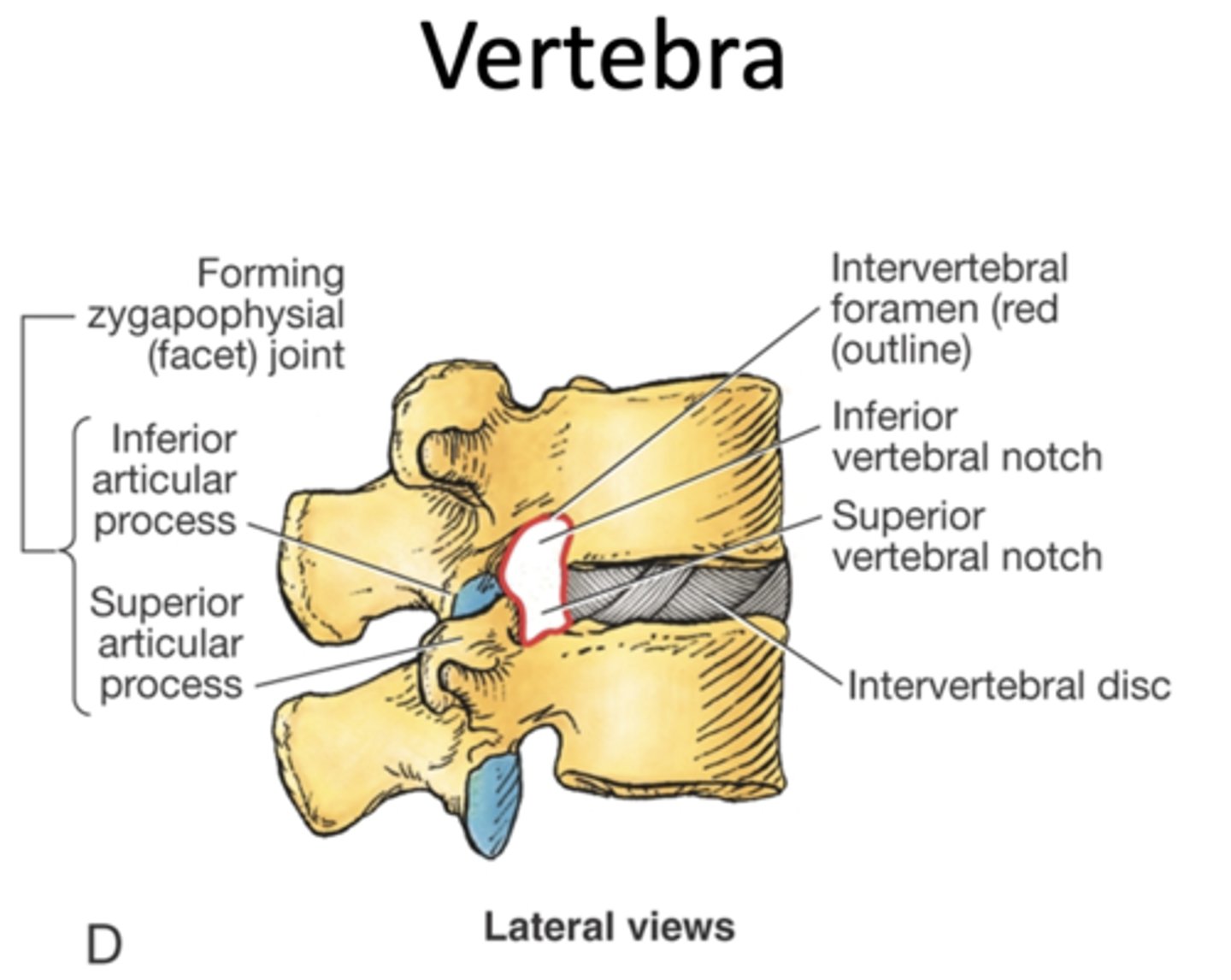 <p>intervertebral foramen</p><p>-allows for passage of spinal nerves</p>
