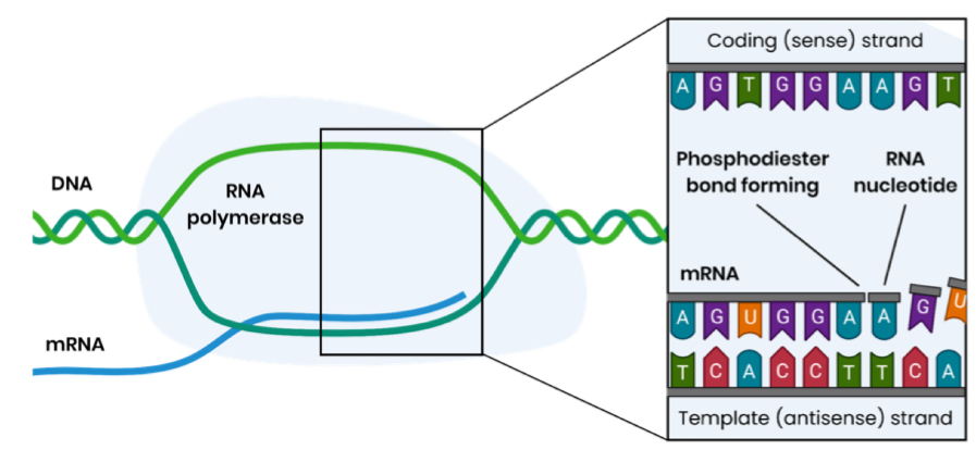 <ol><li><p>Hydrogen bonds between DNA bases break</p></li><li><p>Only one DNA strand acts as a template</p></li><li><p>Free RNA nucleotides align next to their complementary bases on the template strand</p></li><li><p>- in RNA, uracil is used in place of thymine (pairing with adenine in DNA</p></li><li><p>RNA polymerase joins adjacent RNA nucleotides</p></li><li><p>This forms phosphodiester bonds via condensation reactions</p></li><li><p>Pre-mRNA is formed and this is spliced to remove introns, forming (mature) mRNA</p></li></ol><p></p>