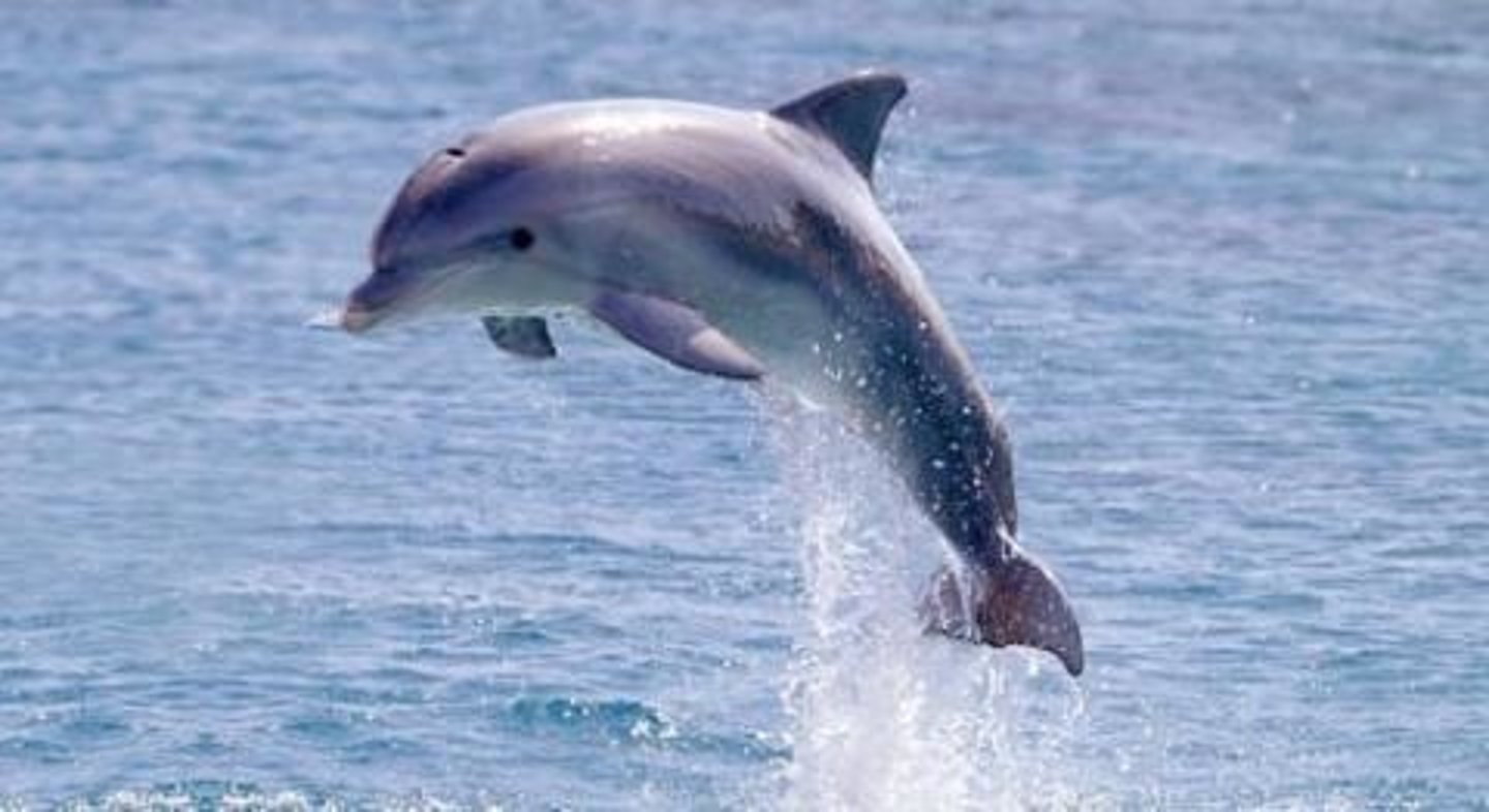 <p>dolphin</p>
