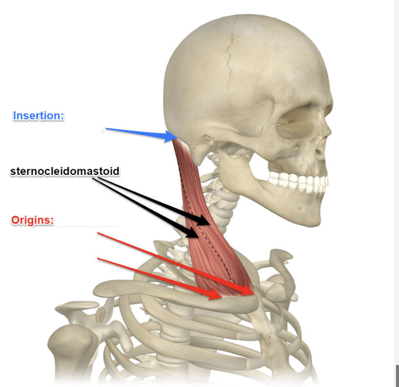 <p>sternocleidomastoid</p>